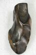 Triceratops Shed Tooth - Montana #20571-1